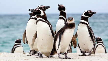 پنگوئن‌ها صدای یکدیگر را تقلید می‌کنند