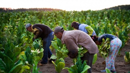 Portugal é o terceiro país com melhor execução dos fundos comunitários para a agricultura