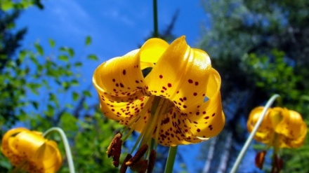 ギーラーン州に咲き乱れるシャンデリア・リリー