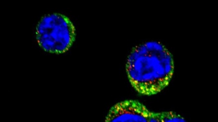 Cellule immunitarie 'equilibriste' per non diventare tumori