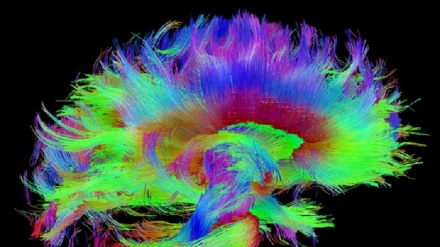 Apre il più grande laboratorio virtuale sul cervello