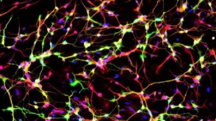 Così la marijuana 'strega' il cervello dei giovani