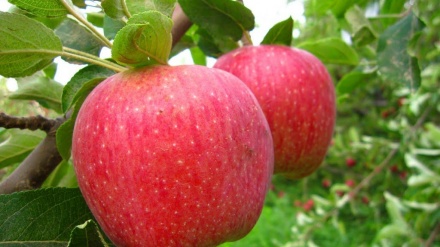 農産品・りんご