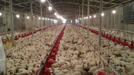 畜産・養鶏産業（1）