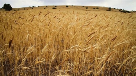 SANA: Turki Mulai Menjarah Produk Pertanian Suriah