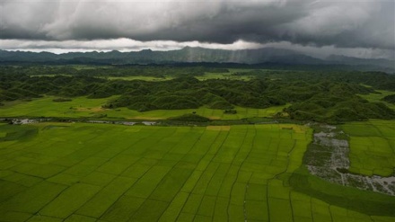 Myanmar starts harvesting farmland abandoned by Rohingya Muslims