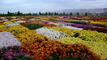 Боғу  гулистонам орзуcт