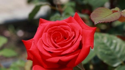 duýgadaşlygyň täsiri