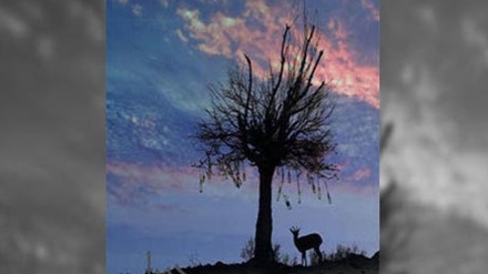 Iran: Resistance International Film Festival apre iscrizioni