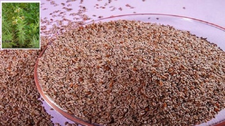 Хосиятҳои барги зуф 