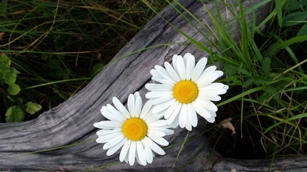 Гиёҳоне, ки сурфаро аз байн мебаранд 