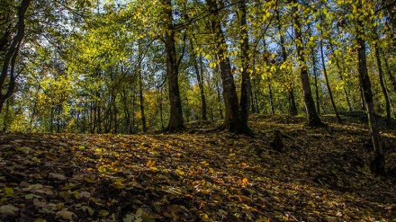 Vjeshta në malin Lavixh në qytetin Nur të Iranit