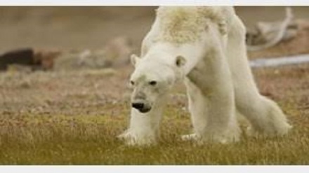 Ҳамлаи хирсҳои қутбӣ ба шимоли шарқи Русия+видеоӣ

