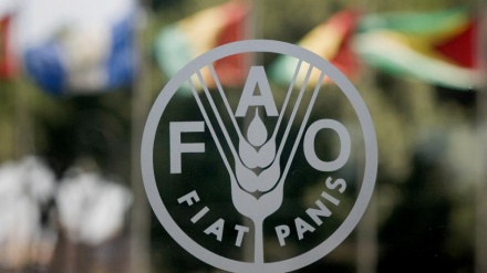 ＦＡＯ　食料価格が世界中で上昇