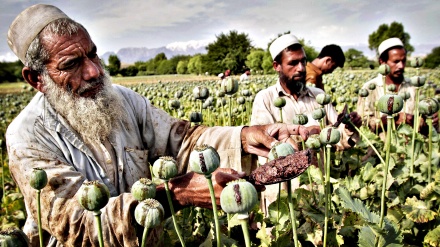 پاکسازی صدها جریب زمین از وجود کوکنار در افغانستان