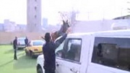 neşe gaçakçylygynyň öňüne geçmek üçin neşe matdalary tapýban itlerden peýdalanylýar