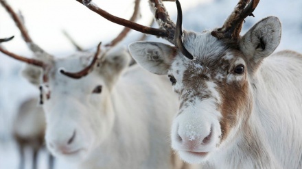 Clima; piu' di 200 renne morte di fame in Norvegia