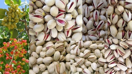 Iran yaimarisha ‘Dhahabu ya Kijani’ licha ya njama za Marekani 