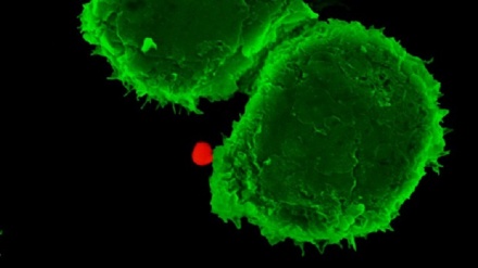 Nano-navette viaggiano nel sangue dirette contro i tumori