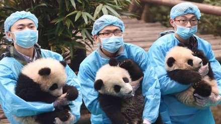 Ҳайвонот оламидан олинган чиройли тасвирлар.(СУРАТЛАР) 