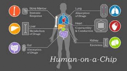 Intestino umano riprodotto in chip, per testare nuovi farmaci