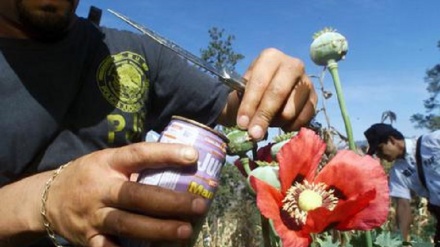 Messico: distrutti 482 ettari papaveri