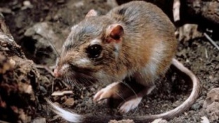 Francia: aParigi è allarme sporcizia e topi