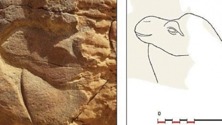 Arabia Saudita, scoperta carovana di dromedari scolpita nella pietra