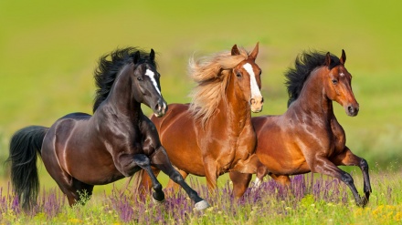 Zhduken kuajt e egër në botë!