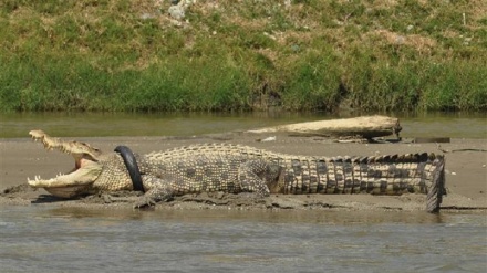 Indonesian woman mauled to death by crocodile