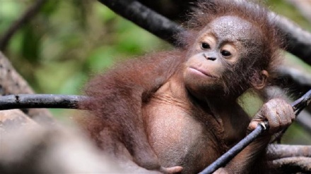 Orangutan population cut in half in 16 years: Study