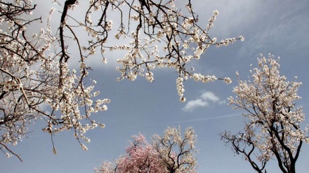 Les amandiers en fleur