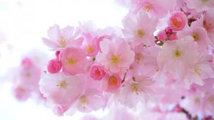 Nowrouz annonciateur de la paix (2)