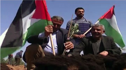 Bitter tears for Palestinian olive trees