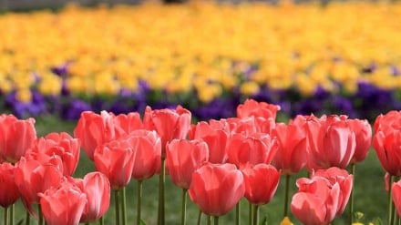 Festival des fleurs à bulbe à Mechhed