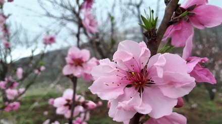 Nature pittoresque de la province occidentale de Kermanshah