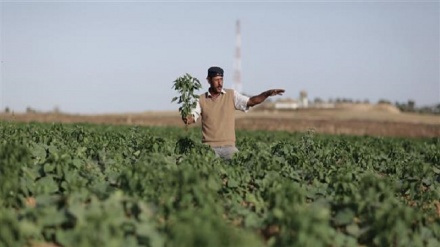 Aviões israelenses pulverizam terras agrícolas palestinas em Gaza com herbicidas tóxicos