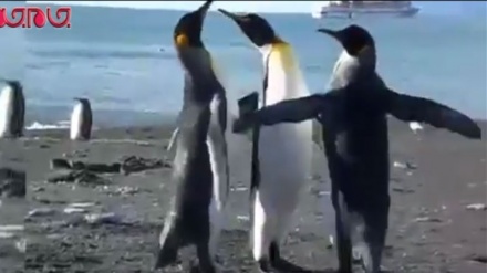Пингвинларнинг ажойиб тортишувлари. (ВИДЕО) 