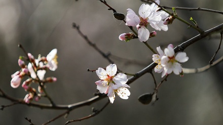 Lulet pranverore në Tabriz