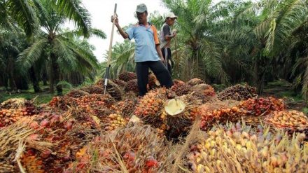 Perkembangan terbaru Isu Minyak Sawit Malaysia-India