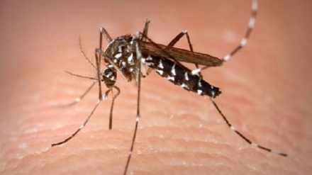 Wataalamu: Malaria inaweza kutokomezwa kabisa duniani hadi kufikia mwaka 2050