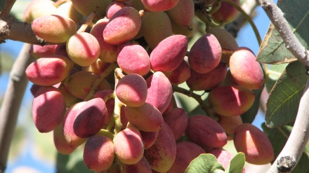 Le diverse tipologie di pistacchio dell'Iran