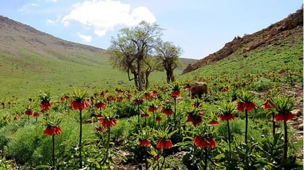 Le printemps à Yasuj