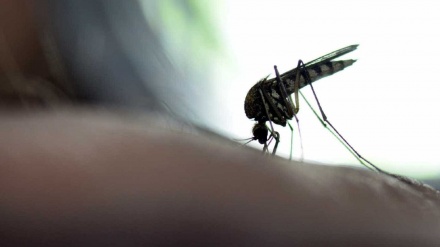 São Paulo tem 195 mortes por febre amarela