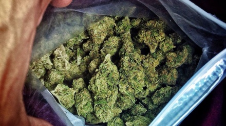 イラン関税局関係者、ヨーロッパ諸国はイランへの大麻（ウィード）の最大輸出国
