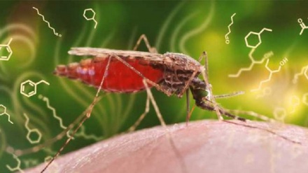 Trovato l'odore della malaria