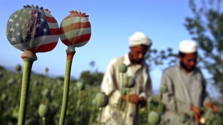  افزایش تولید تریاک در افغانستان در سایه حضور آمریکا