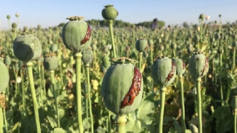 اعلام ارزش مالی سالانه مواد مخدر تولیدی در افغانستان 