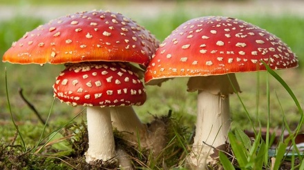 Un'altra vittima imprevista del riscaldamento globale: i funghi