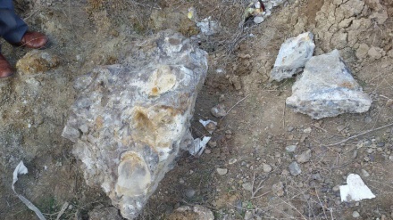 イランで、２００万年前のものとされるマンモスの化石が発見